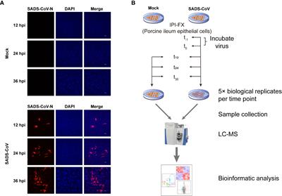 Metabolomic analysis of porcine intestinal epithelial cells during swine acute diarrhea syndrome coronavirus infection